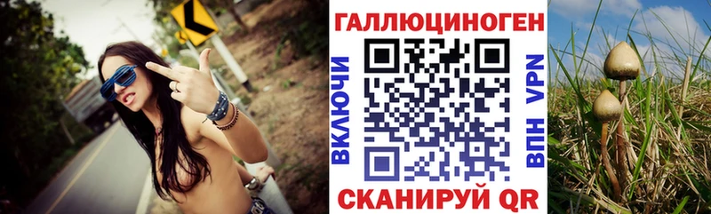 Галлюциногенные грибы Psilocybe  где можно купить наркотик  Венёв 